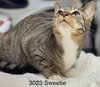 Sweetie - Center - Photo 1