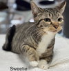 Sweetie - Center - Photo 2