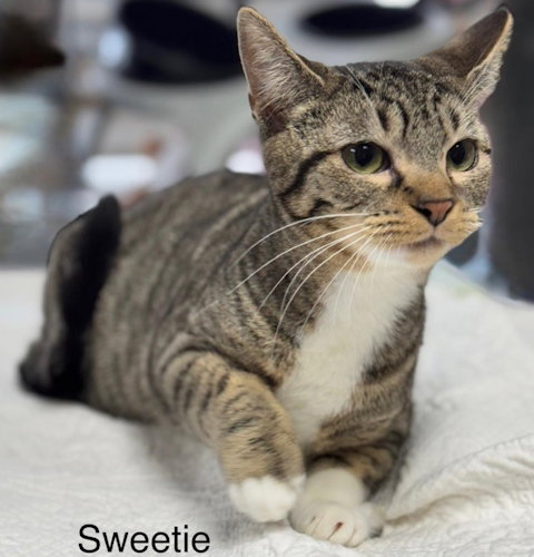 SWEETIE - CENTER - Domestic Short Hair available for adoption