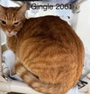 Gingle - Center - Photo 1