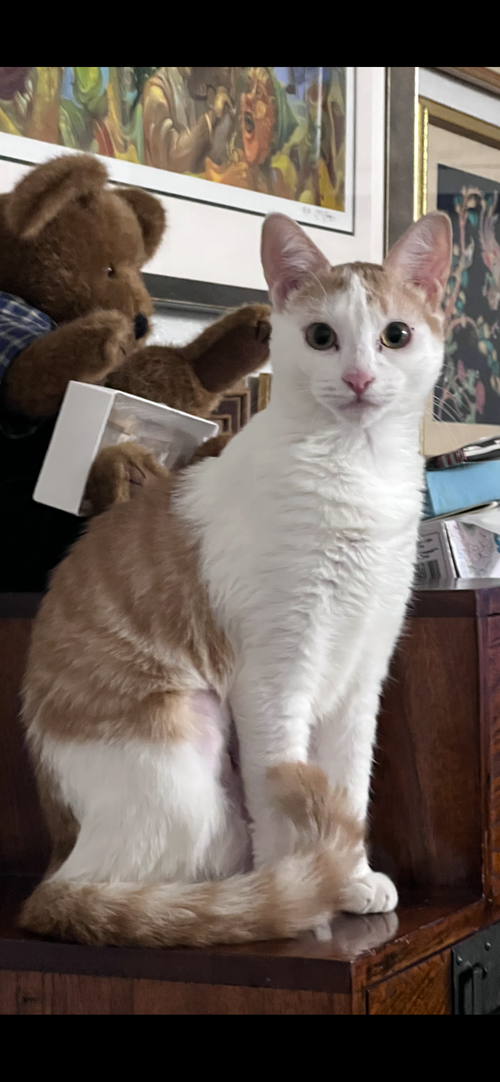 EVELYN - FOSTER - Domestic Short Hair available for adoption