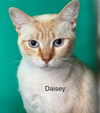 adoptable Cat in  named Daisey - Center
