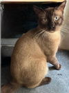 adoptable Cat in  named Kitty - Center