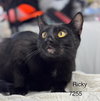 Ricky II - Center - Photo 1