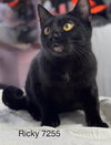 Ricky II - Center - Photo 2