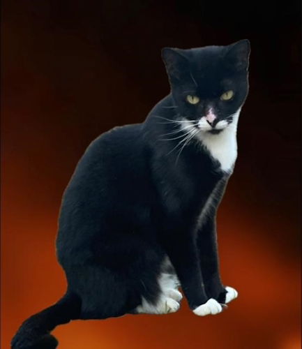picture of the cat needing adoption