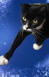 Rizzo - Petsmart Plantation Foster Home - Photo 2