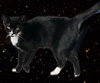 Rizzo - Petsmart Plantation Foster Home - Photo 3