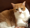 adoptable Cat in  named Rain