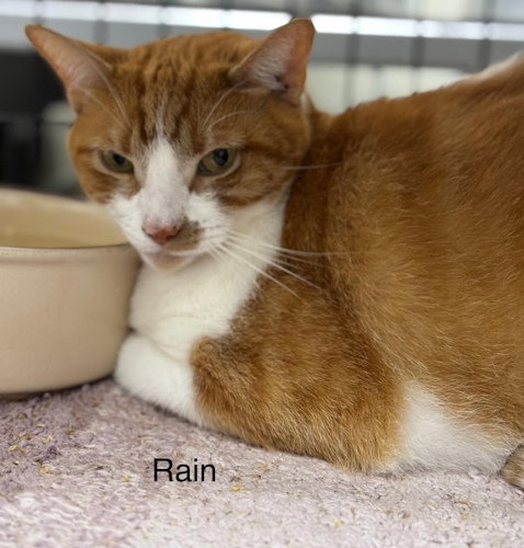 RAIN - American Shorthair available for adoption