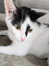adoptable Cat in  named Gypsy