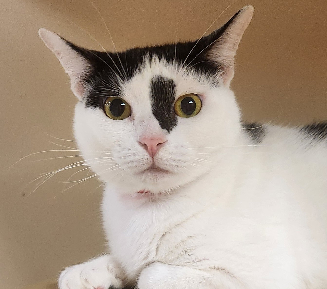 Gypsy - PetSmart Aventura Image