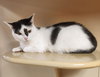 Gypsy - PetSmart Aventura - Photo 2