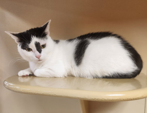 GYPSY - PETSMART AVENTURA - American Shorthair available for adoption