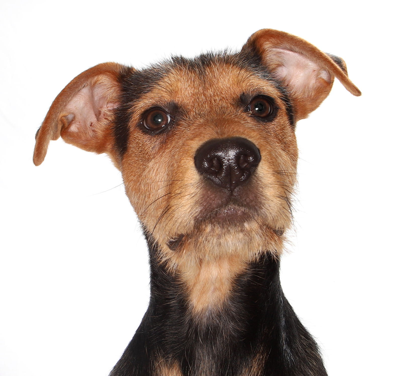 adoptable Dog in Fort Lauderdale, FL named Mercury