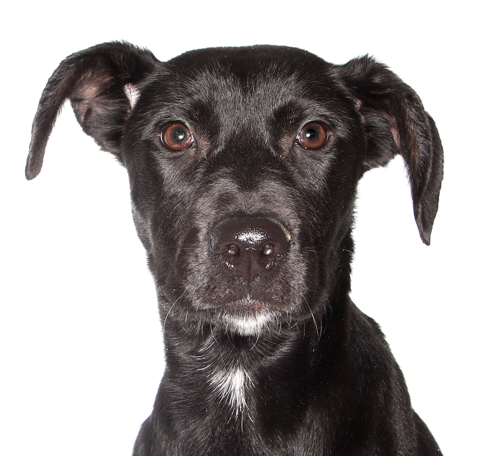 adoptable Dog in Fort Lauderdale, FL named Baron
