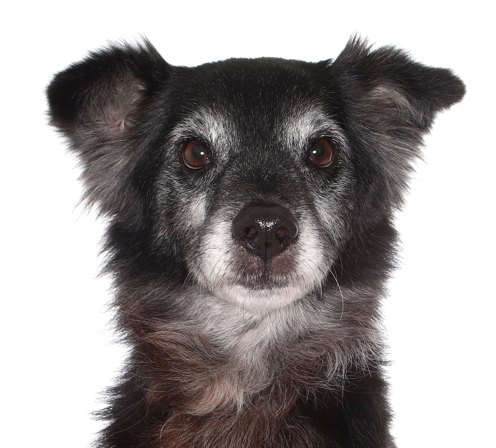 adoptable Dog in Fort Lauderdale, FL named Davey