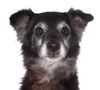 adoptable Dog in  named Davey