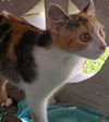 adoptable Cat in  named Opal - Petsmart Plantation Foster Home