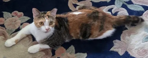 Opal - Petsmart Plantation Foster Home - Calico