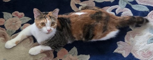 picture of the cat needing adoption