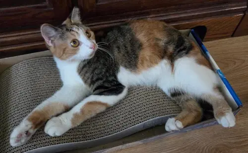 Opal - Petsmart Plantation Foster Home image 4