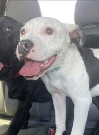 picture of the dog needing adoption