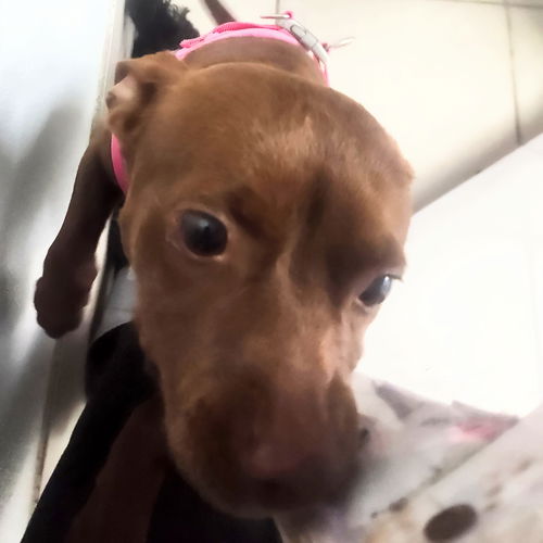 picture of the dog needing adoption