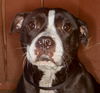 adoptable Dog in  named Saki