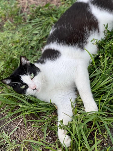 picture of the cat needing adoption