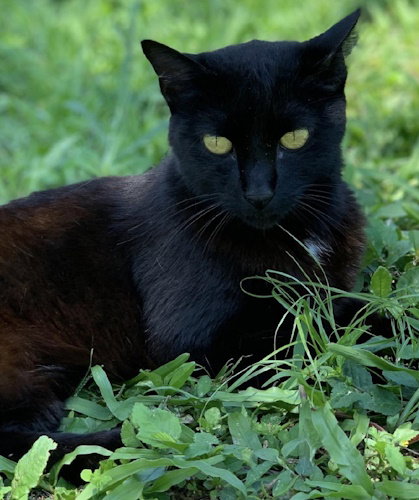 Mama - Petsmart Plantation Foster Home