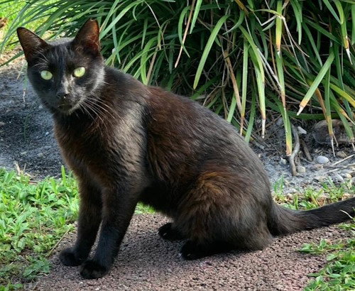 Meisty - Petsmart Plantation Foster Home Image