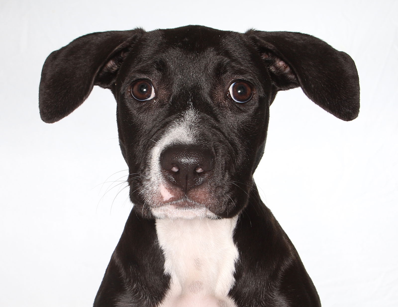 adoptable Dog in Fort Lauderdale, FL named Lucia