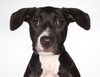 adoptable Dog in  named Lucia