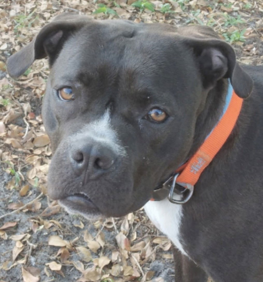 adoptable Dog in Fort Lauderdale, FL named Sweetie