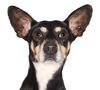 adoptable Dog in  named Petey