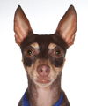 adoptable Dog in  named Timny