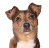 adoptable Dog in  named Jethro