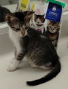 Tobby - Center - Photo 1