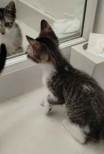 TOBBY - CENTER - Domestic Short Hair available for adoption