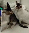 Tobby - Center - Photo 3