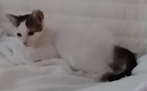 adoptable Cat in Fort Lauderdale, FL named Pearl - Center