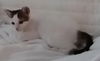 adoptable Cat in  named Pearl - Center