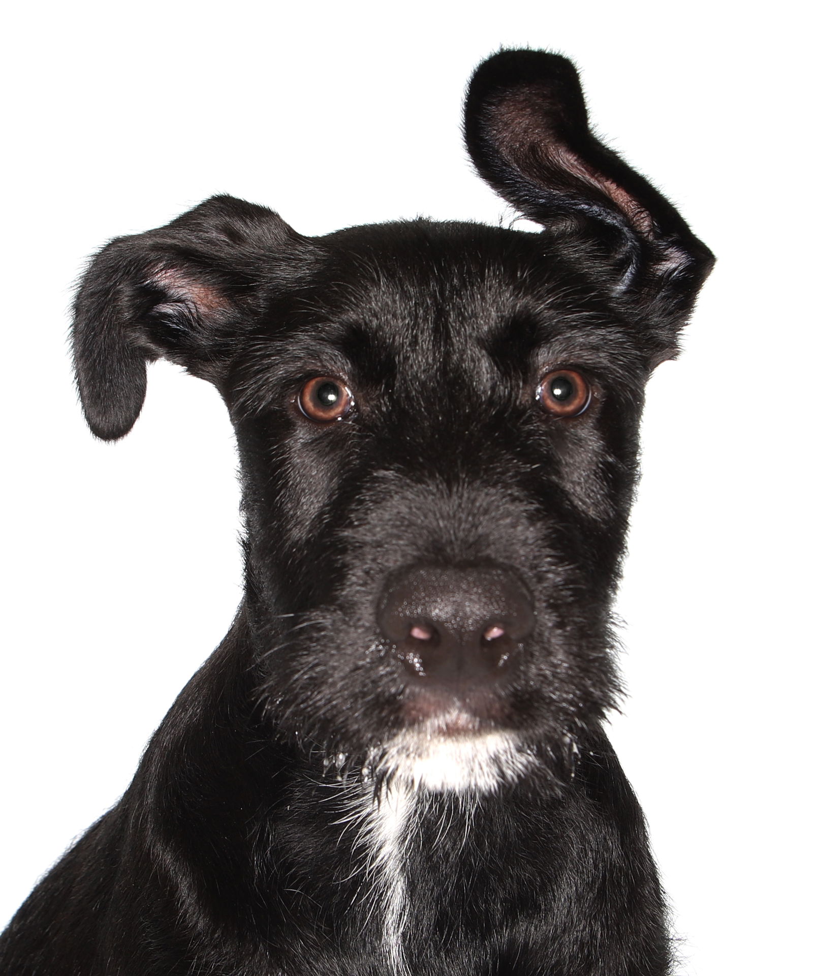 adoptable Dog in Fort Lauderdale, FL named Marciell