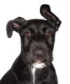 adoptable Dog in  named Marciell