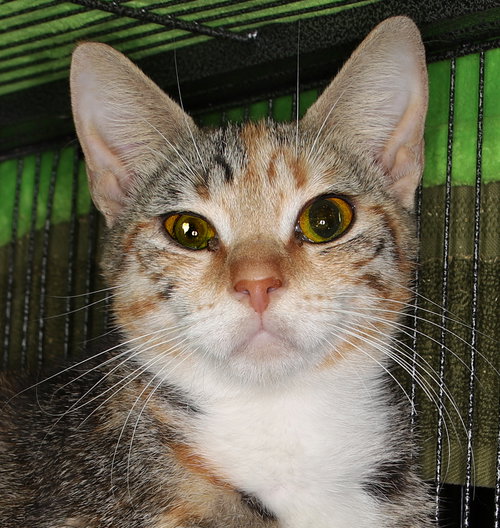 NICOLE - Tabby available for adoption