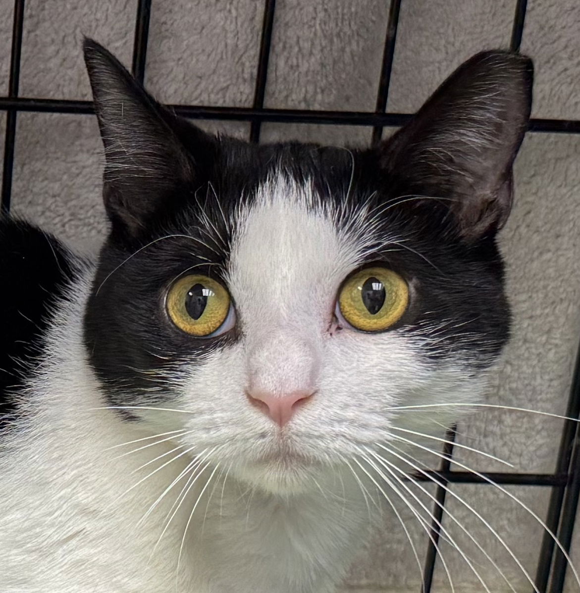 adoptable Cat in Fort Lauderdale, FL named Mons