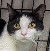 adoptable Cat in  named Mons