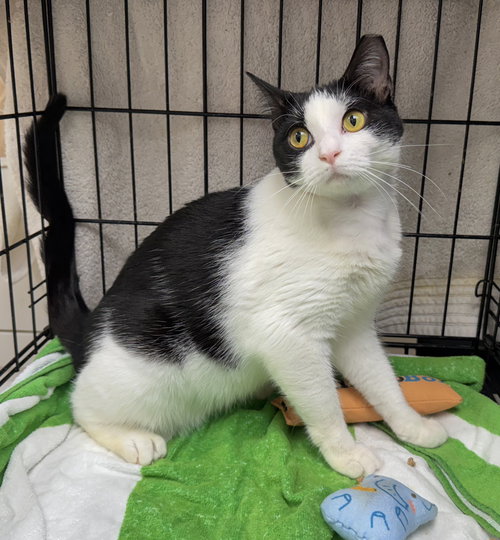 MONS - American Shorthair available for adoption