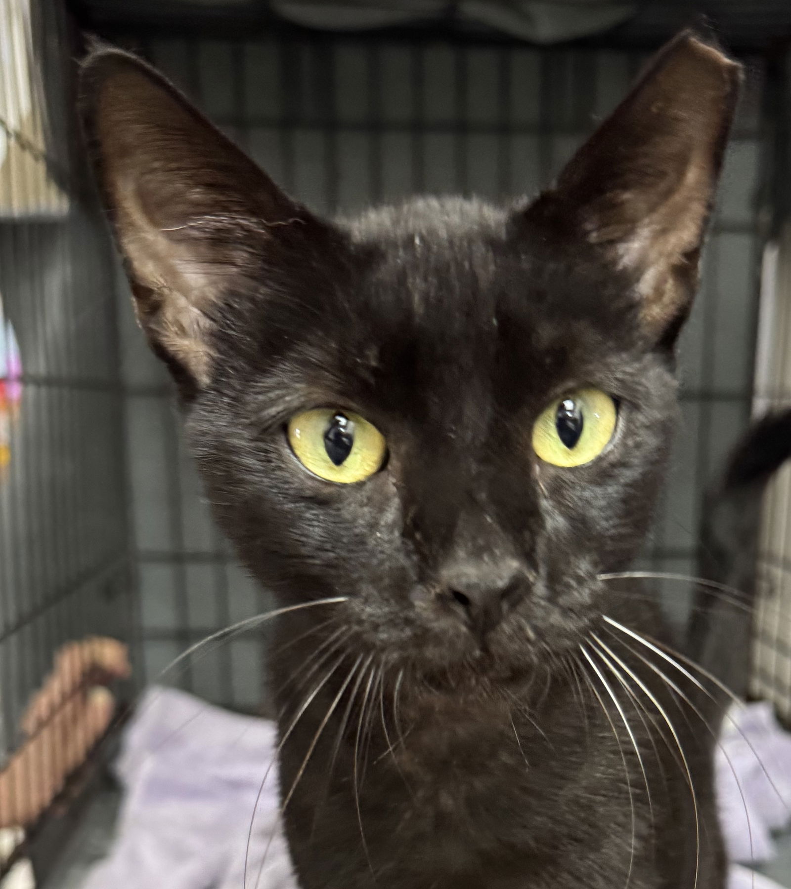 adoptable Cat in Fort Lauderdale, FL named Reno